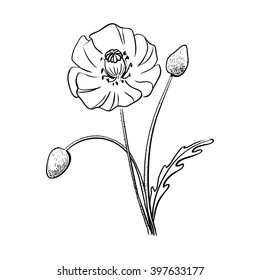 Poppy blossom/ Hand drawn sketch of flower on white background/ Vector illustration