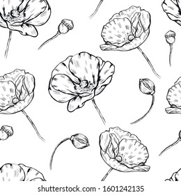 Poppy , botanical, flowers, beauty sketch vector seamless pattern on white background . Concept for print, wallpaper, wrapping paper , cards 
