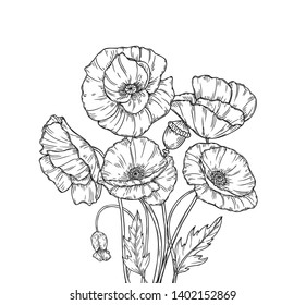 Poppy bouquet. Line art poppies flower sketch drawing wall artwork decorative plant poppy flower bud planting floral vector background