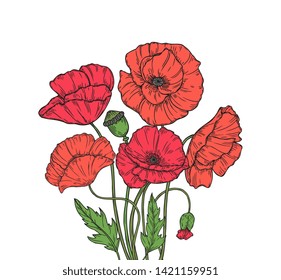 Poppy bouquet. Red poppies flower meadow garden flowers decorative plant poppy bud planting floral anzac day vector background. Illustration of red poppy bud sketch, sketching branch blooming