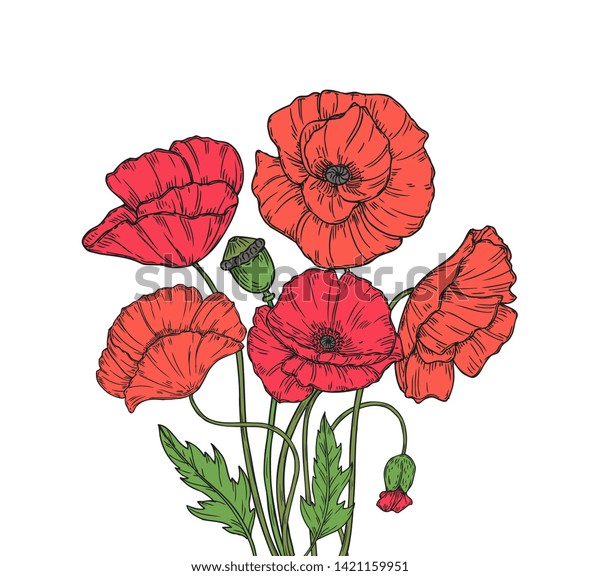 Poppy Bouquet Red Poppies Flower Meadow Stock Vector Royalty Free