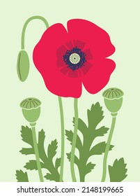 Poppy. Bright red poppy flower, green poppy stems, leaves and pods. Vector illustration isolated on light green background.