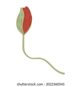 Bub de amapola aislado en un fondo blanco. Flores de primavera rojas. Hermosas plantas estivales de estilo doodle. Diseño para cualquier propósito. Ilustración vectorial.