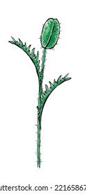 Poppy bud vector illustration. Colorful vector sketch.