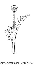 Poppy bulb and leaf. Line vector black and white illustration. Hand-drawn sketch.