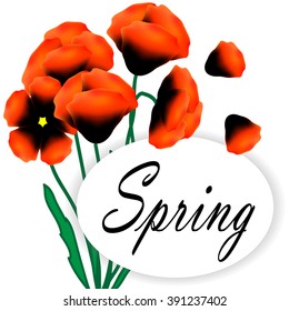 Poppy card. Poppy background. Can use for invitations, greeting cards, poster, advertising or your idea. Vector illustration.