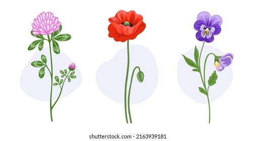 Poppy, clover, pansy blooming flowers. Wild plants. Botanical decorative spring elements. Hand drawn flat illustrations, isolated on white background.