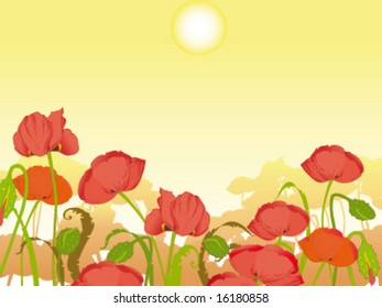 Poppy field