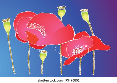 poppy field