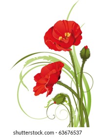 Poppy floral background