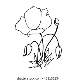Poppy flower