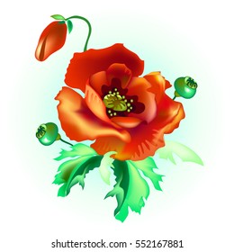 poppy flower 