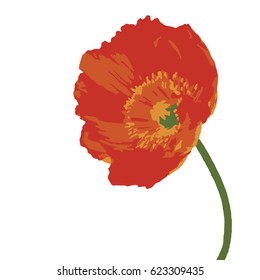 poppy flower