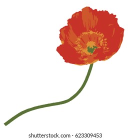 poppy flower