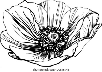 poppy flower