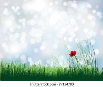 poppy flower