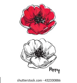 Poppy flower, Beautiful isolated hand drawn vector illustration with colorful version. 