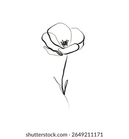 Poppy Flower Black Sketch Line Art Drawing. Minimalist Botanical Design with Hand Drawn Linear Poppy Flower. Floral Template for Botanical Design. Vector Illustration. Not AI