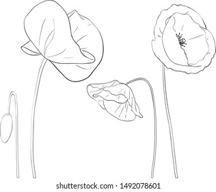 Poppy flower black white digital draw