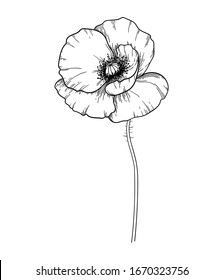 poppy flower in black and white vector graphic