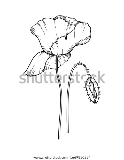 Poppy Flower Black White Vector Graphic Stock Vector (Royalty Free ...