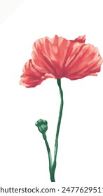 Poppy flower botanical painting illustration