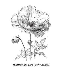 Poppy flower bouquet wild flowers hand drawn sketch Vector illustration