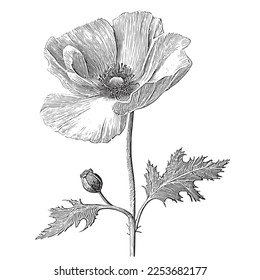 Poppy flower and bud hand drawn engraving style sketch Vector illustration