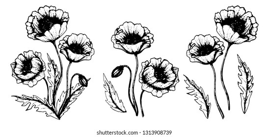 Poppy flower clip-art or illustration. Vector flowers in hand drawn style.  Vector line art with poppies. Floral sketch isolated on white background