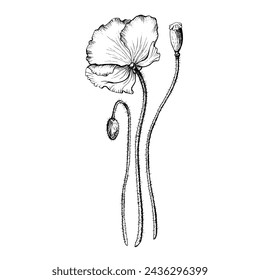 Poppy flower composition. Hand drawn botanical vector illustration in outline style. Wild flower monochrome sketch. Floral drawing isolated on white background