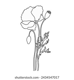 Poppy flower composition. Vector illustration in outline style. Black linear design isolated on white background