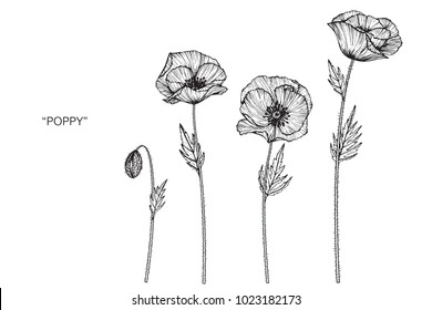 Poppy Flower Drawing Illustration. Black And White With Line Art. 