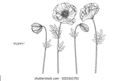 Poppy flower drawing illustration. Black and white with line art. 