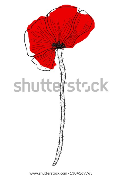 Poppy Flower Drawing Illustration Black White Royalty Free Stock