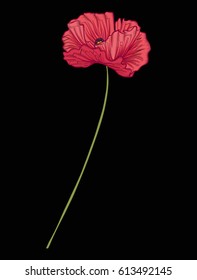 Poppy flower for embroidery in botanical illustration style on a black background. Stock vector illustration. 