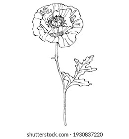 Poppy flower. Floral botanical flower. Isolated illustration element. Vector hand drawing wildflower for background, texture, wrapper pattern, frame or border.