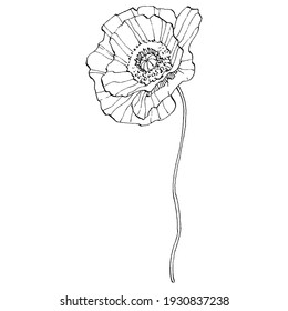 Poppy flower. Floral botanical flower. Isolated illustration element. Vector hand drawing wildflower for background, texture, wrapper pattern, frame or border.