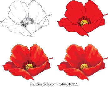 Poppy flower four different ways. Vector illustration, coloring paper, page, book