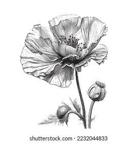 Poppy flower garden hand drawn engraved style sketch refine illustration.