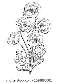 Poppy flower graphic black white isolated bouquet sketch illustration vector