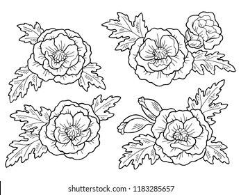 Poppy flower graphic black white isolated sketch illustration vector