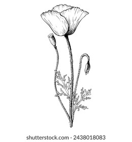 Poppy flower graphic composition with bloom, bud and seed box. Hand drawn botanical vector illustration in outline style. Wild flower monochrome sketch.