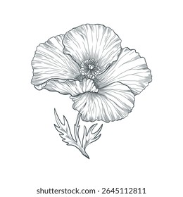 Poppy flower hand drawn in line art style. Elegant vector illustration