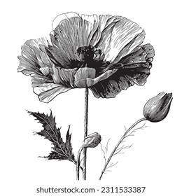 Poppy flower hand drawn sketch in doodle style illustration