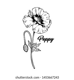 Poppy flower hand drawn vector illustration. Summer blooming honey plant black and white sketch. Monochrome floral engraving with calligraphy. Remembrance day symbol. Postcard, poster design element
