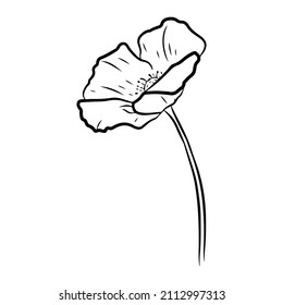 Poppy flower. Hand drawn vector illustration in line art style, isolated on a white background.