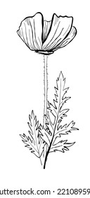 Flor de amapola. Esbozo vectorial dibujado a mano. Arte de línea blanca y negra. Ilustración botánica aislada en un fondo blanco.