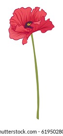 Poppy flower illustration in botanical style. Stock vector illustration.