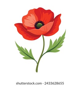 Poppy Flower Illustration on White Background