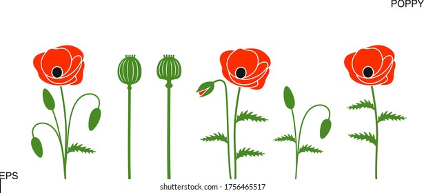 Poppy flower. Isolated poppy flower on white background